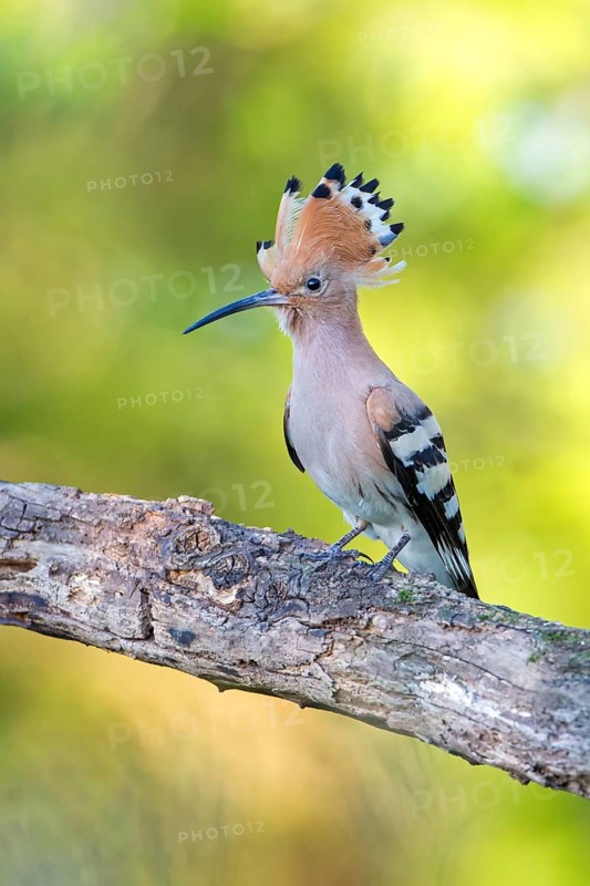 Eurasian Hoopoe (Upupa epops) male, Tuscany, Italy