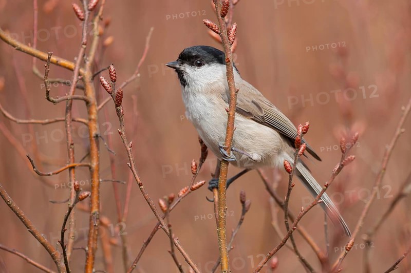 Marsh Tit (Poecile palustris) perched on a branch, Lower Saxony, Germany