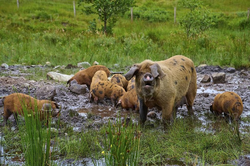 A sow watches her piglets playing in the mud in a meadow, pig breed, Oxford Sandy and Black, Scotland, United Kingdom, Great Britain