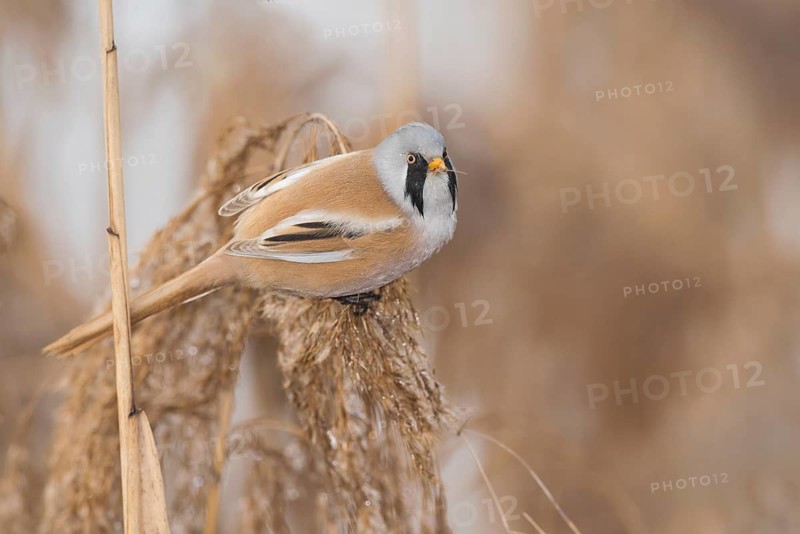 Bearded Reedling (Panurus biarmicus) male perched on reed, Piedmont, Italy