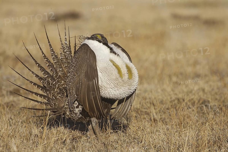 Sage Grouse (Centrocercus urophasianus) male mating, California, USA