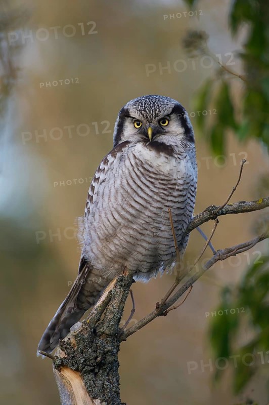 Northern Hawk-Owl (Surnia ulula), Saxony, Germany