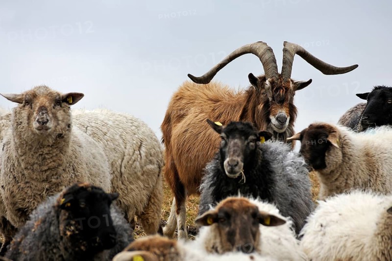 Goat in a flock of sheep, Kalkberg, Nesow, Mecklenburg-Western Pomerania, Germany