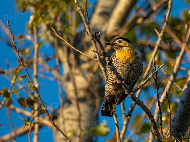Woodpecker (Colaptes campestris) on a tree, Entre Rios, Argentina