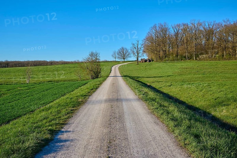 A dirt road leads through green meadows, lined with trees under a clear, blue sky, Custenlohr, Uffenheim, Neustadt an der Aisch-Bad Windsheim district, Middle Franconia, Bavaria, Germany