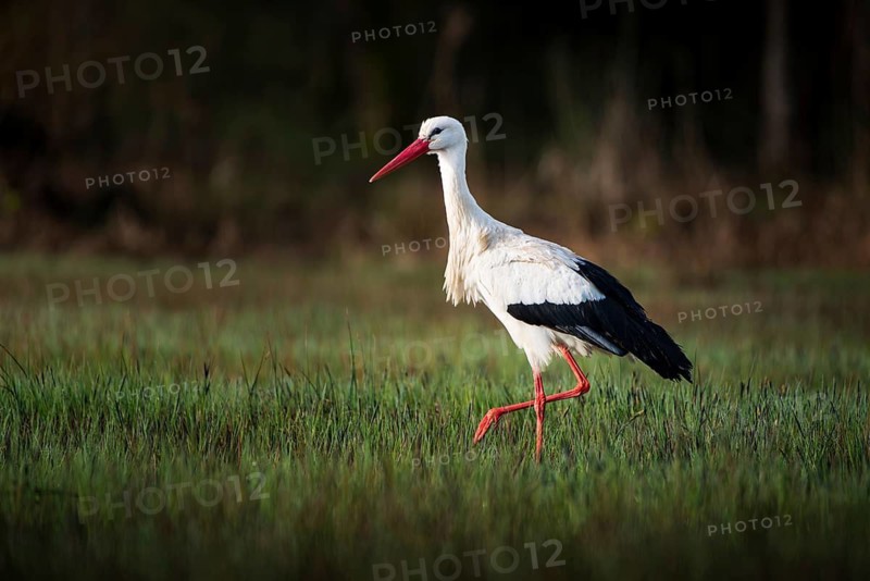 White stork (Ciconia ciconia) wading through a swamp in search of food, Zurich, Switzerland