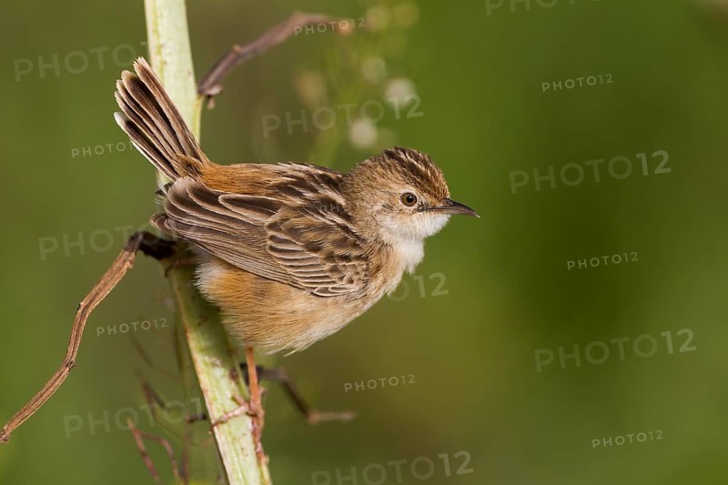 Zitting Cisticola - Zistensänger - Cisticola juncidis ssp. cisticola, Morocco