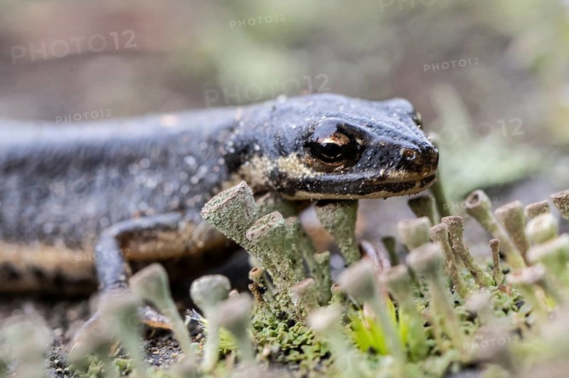 Pond newt (Lissotriton vulgaris), Emsland, Lower Saxony, Germany