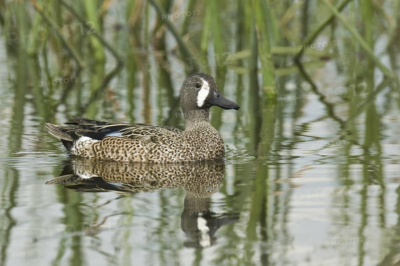 Blue-winged Teal (Spatula discors) male, Florida, USA