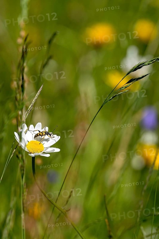 Flowering daisy (Leucanthemum) with longhorn beetle, spotted longhorn beetle (Rutpela maculata) in wild, natural flower meadow, Germany