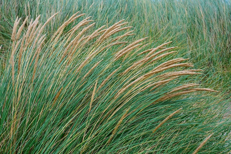 Close-up view of grass paths standing in the wind in a meadow, Clachtoll Beach, Clachtoll, Lairg, Scotland, United Kingdom, Great Britain