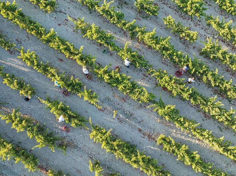 Vintage at the vineyard of the Bodega González Byass near the town of Jerez de la Frontera. Aerial view. Drone shot. Cádiz province, Andalusia, Spain