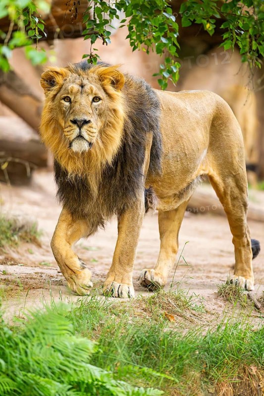 Asiatic lion (Panthera leo persica) male walking around on the ground, captive, Germany