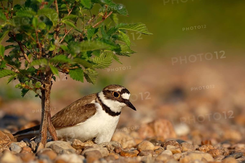 Little Ringed Plover (Charadrius dubius) on nest, Saxony-Anhalt, Germany