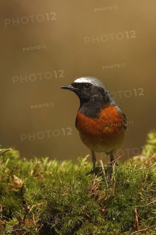 Common Redstart (Phoenicurus phoenicurus) male, Netherlands