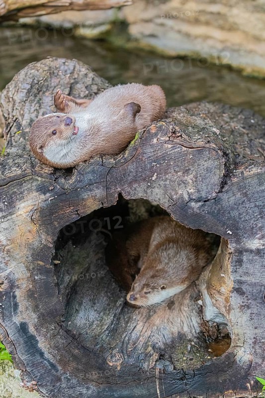 One Eurasian otter (Lutra lutra) resting resting in a hollow log, a second one resting on top