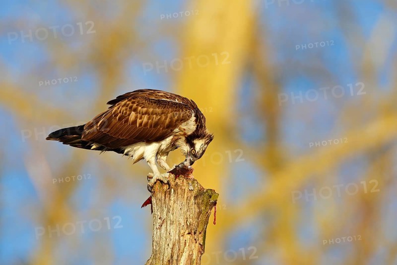 Western Osprey (Pandion haliaetus) eating a fish, Mecklenburg-Western Pomerania, Germany
