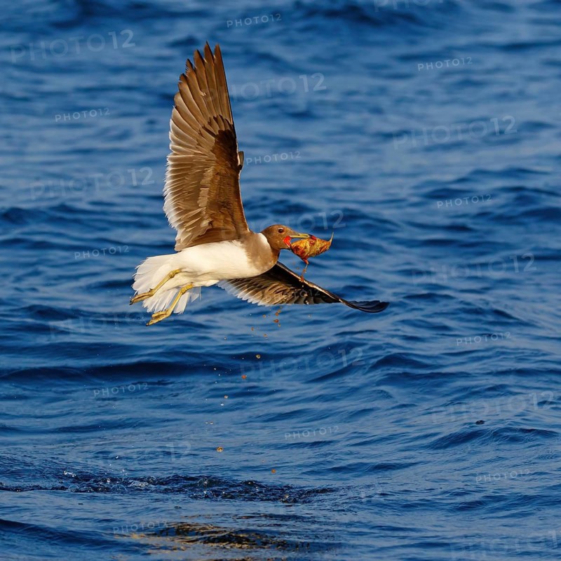 Hemprich's Gull, (Ichthyaetus hemprichii), (Larus hemprichii), Fish Eagle Gull Salalah, Off Mirbat, Dhofar, Oman