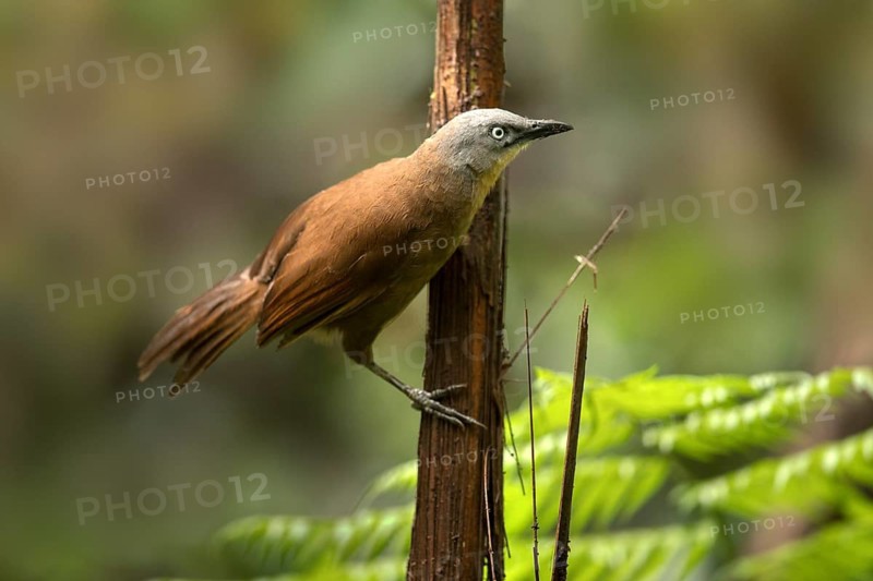 Ashy-headed Laughingthrush (Garrulax cinereifrons) perched on a tree trunk, Sinharaja National Park, Sri Lanka