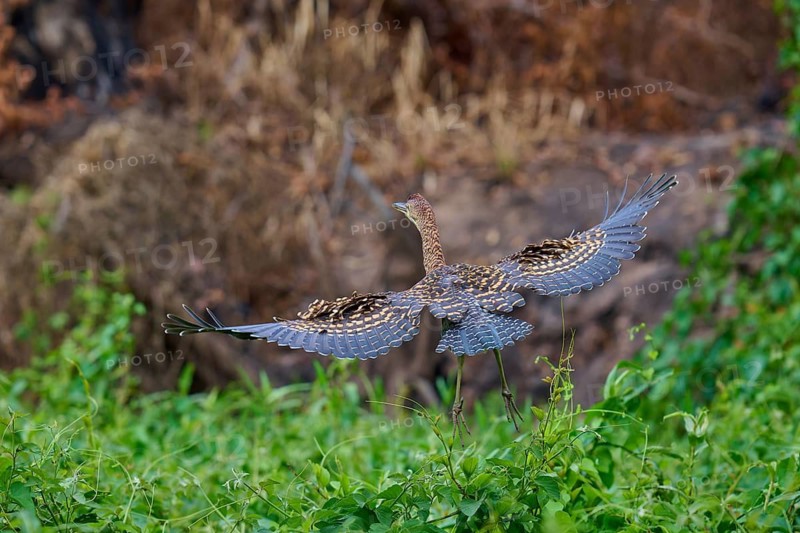 A large bird flies over a green landscape, wings majestically spread, Marbled Heron (Tigrisoma lineatum), Pantanal, Mato Grosso, Brazil