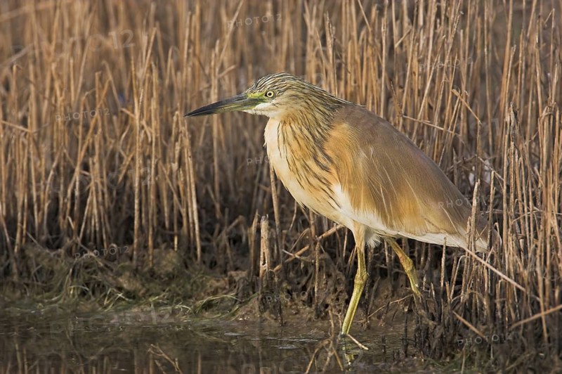 Squacco Heron (Ardeola ralloides), Lesvos, Greece