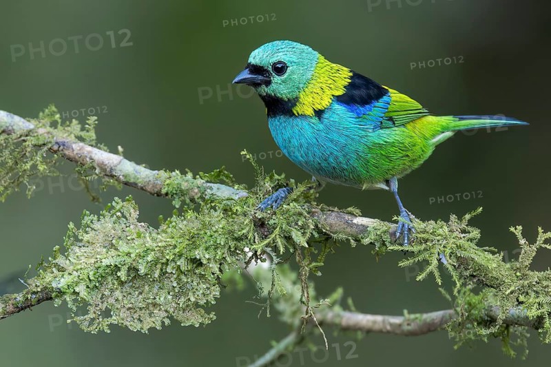 Green-headed Tanager (Tangara seledon) perched on a branch in the Atlantic Rainforest of Brazil