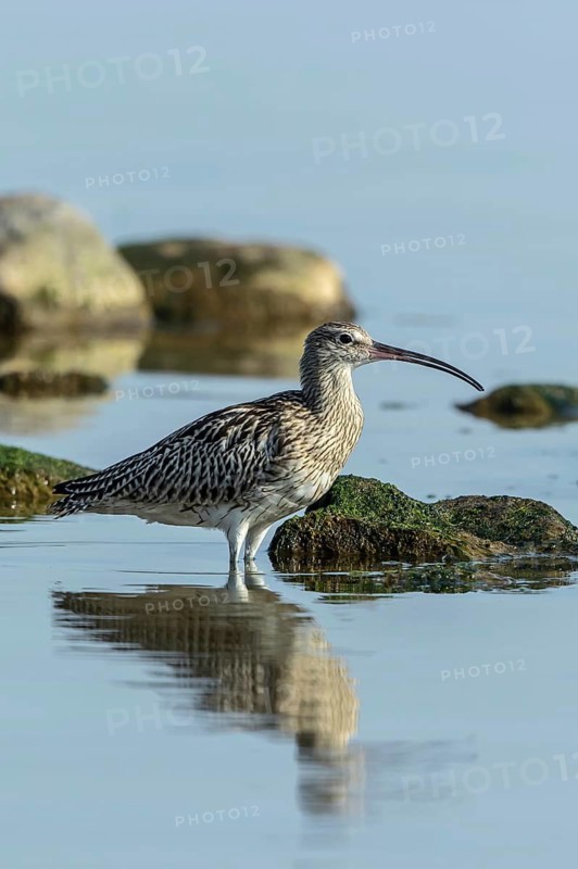 Eurasian Curlew (Numenius arquata) foraging, Mecklenburg-Western Pomerania, Germany