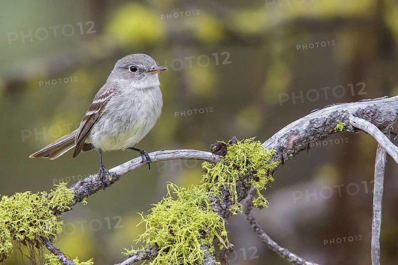 Gray Flycatcher (Empidonax wrightii) perched on a branch in central Washington State, USA
