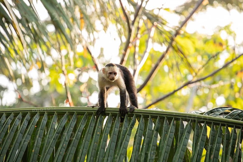 Capuchin monkey walks on a palm tree in the jungle, Osa Peninsula, Puntarenas, Costa Rica