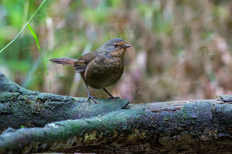 Pilotbird (Pycnoptilus floccosus), Victoria, Australia
