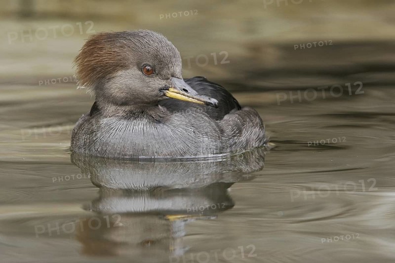 Hooded Merganser (Lophodytes cucullatus) female, Arizona, USA