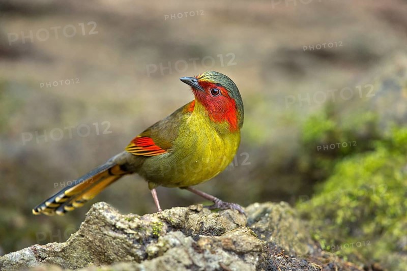 Red-faced Liocichla (Liocichla phoenicea), Yunnan, China