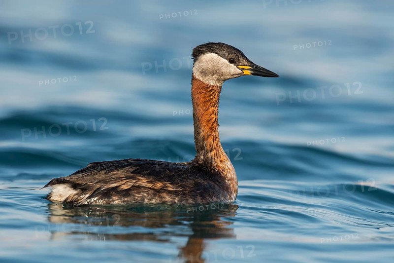 Red-necked Grebe (Podiceps grisegena) Eilat, Israel