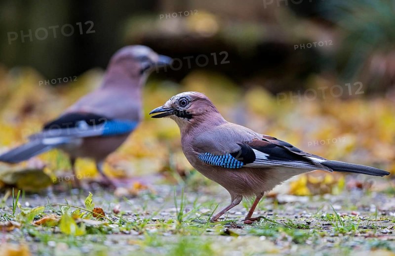 Eurasian Jay (Garrulus glandarius) perched on the ground, Bavaria, Germany