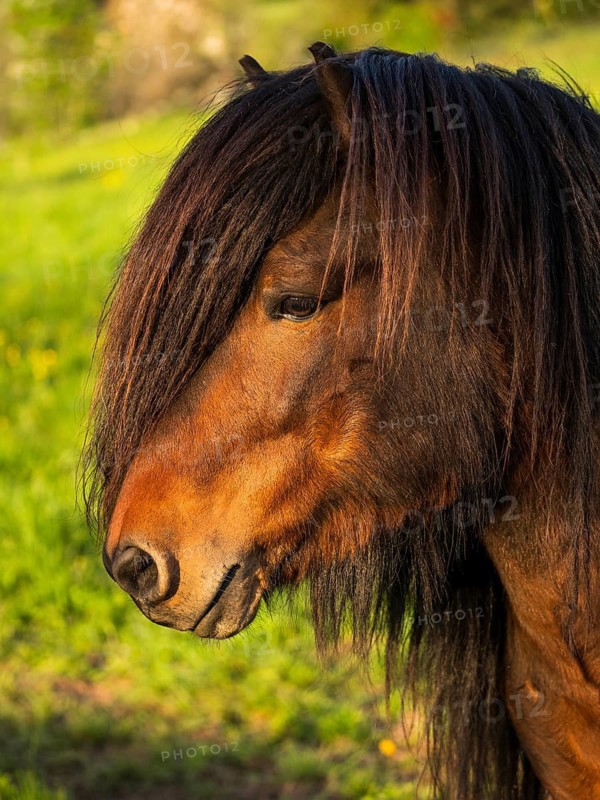 Pony stallion with flowing mane, portrait, black-brown. Evening, golden hour. Germany