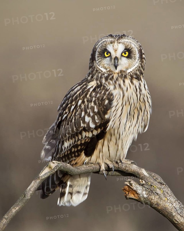 Short-eared Owl (Asio flammeus) juvenile, British Columbia, Canada