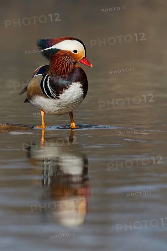 Mandarin Duck (Aix galericulata) male, Baden-Wuerttemberg, Germany