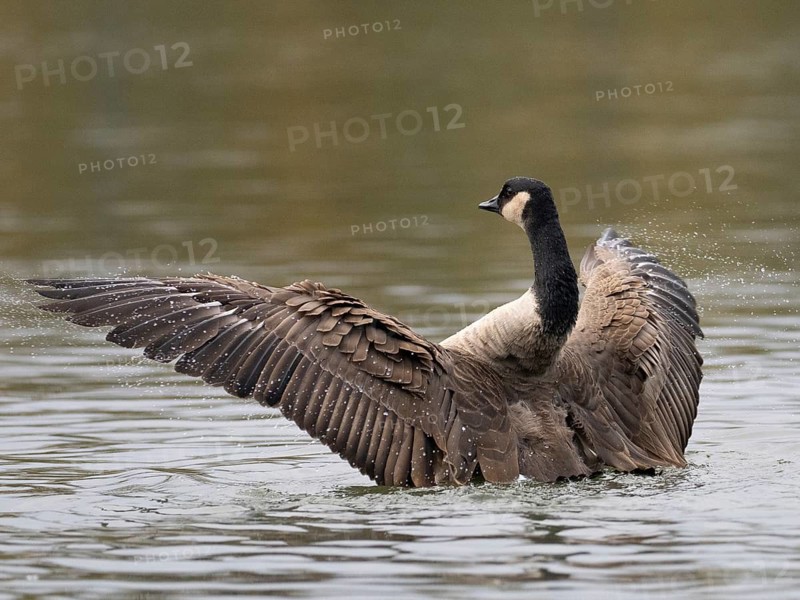 A Canada goose flaps its wings after plumage care, Ümminger See, Bochum, North Rhine-Westphalia, Germany