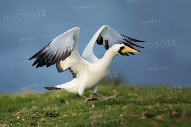 Masked Booby (Sula dactylatra tasmani) approaching, Norfolk Island