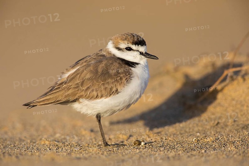 Kentish Plover (Charadrius alexandrinus) on beach, Fuerteventura, Spain