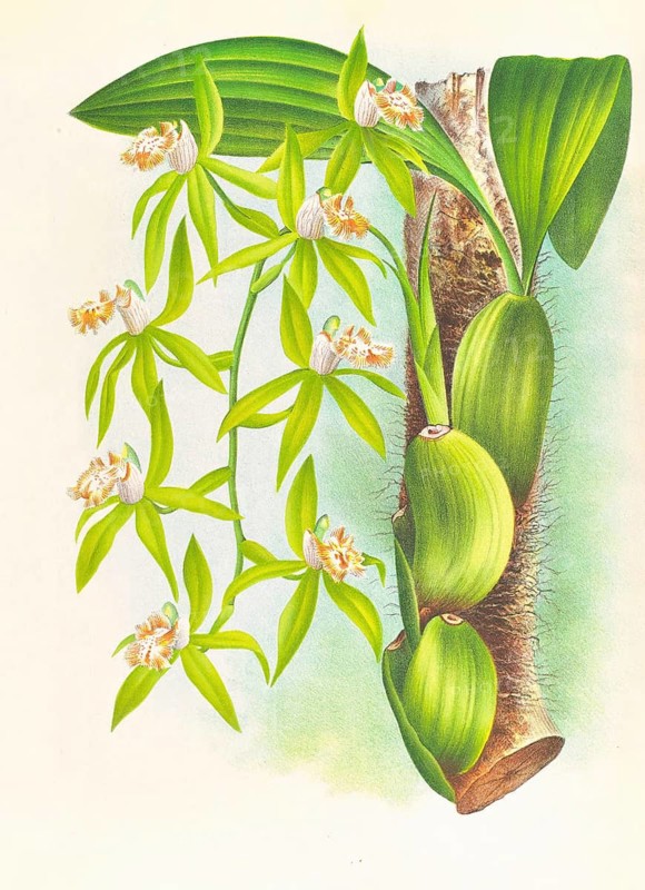 Orchid, Coelogyne peltastes, authentic reproduction of an illustration by Jean Jules Linden (1817 - 1898), Luxembourgish-Belgian botanist, one of the fathers of orchid research, Historical