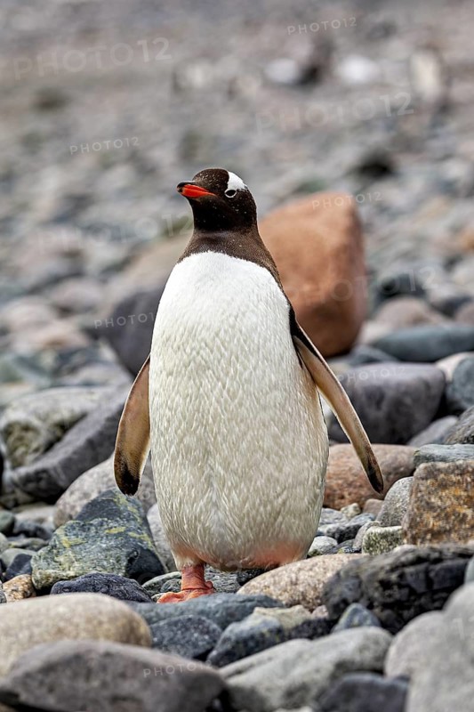 A penguin stands on rocky ground on a beach in the wild, Gentoo penguin (Pygoscelis papua) in Antarctica