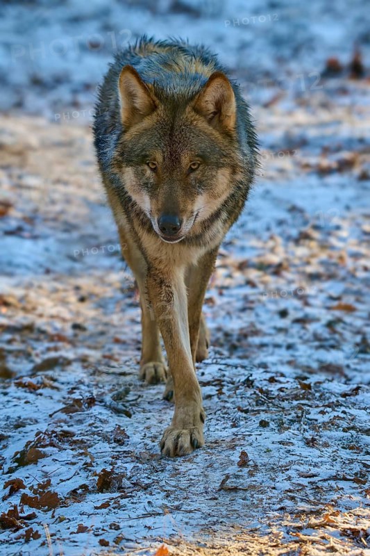 A wolf approaches directly on a snow-covered forest path with focussed view, winter, wolf (Canis lupus), Germany