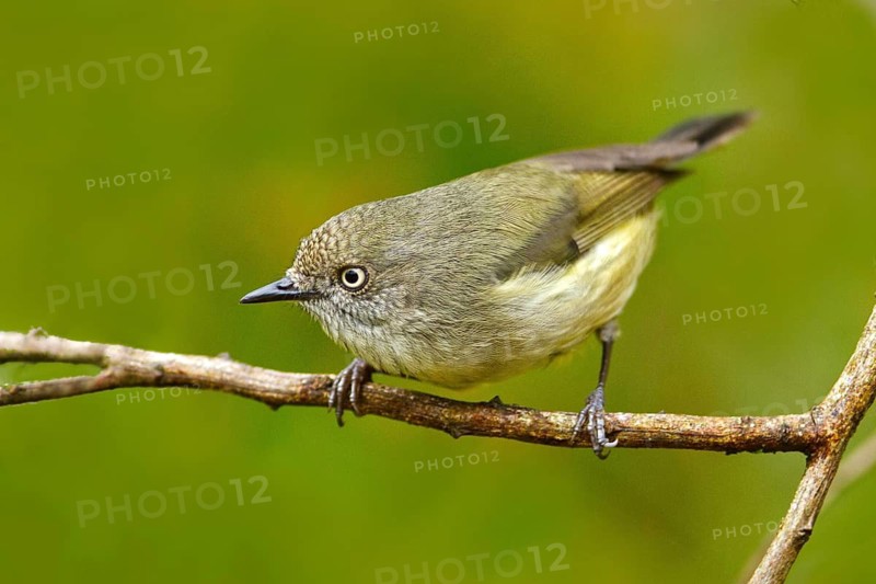 Mountain Thornbill (Acanthiza katherina), Queensland, Australia