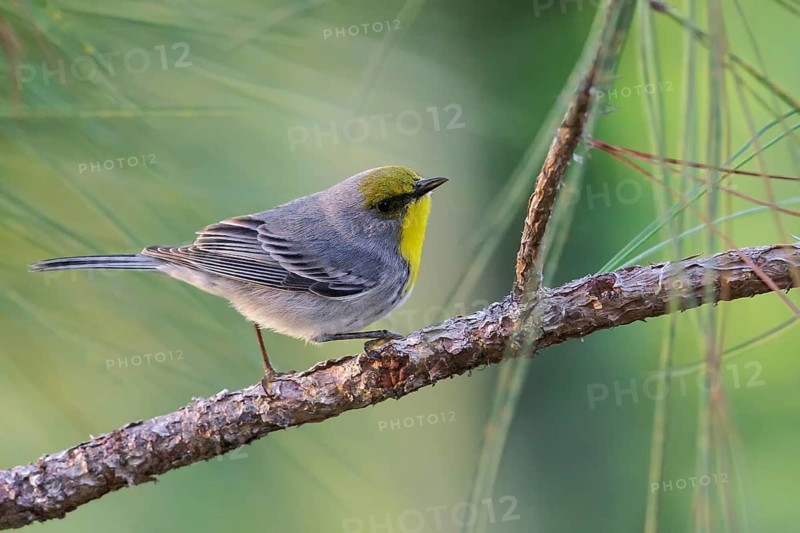 Olive-capped Warbler (Dendroica pityophila) perched on a branch in Cuba