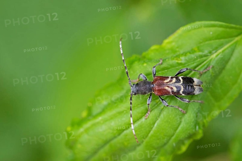 Rufous-shouldered longhorn beetle, Anaglyptus mysticus, rufous-shouldered longhorn beetle, Bockk‰fer, longhorn beetle, macro, insect, insect, Neusiedler See, Burgenland, Austria