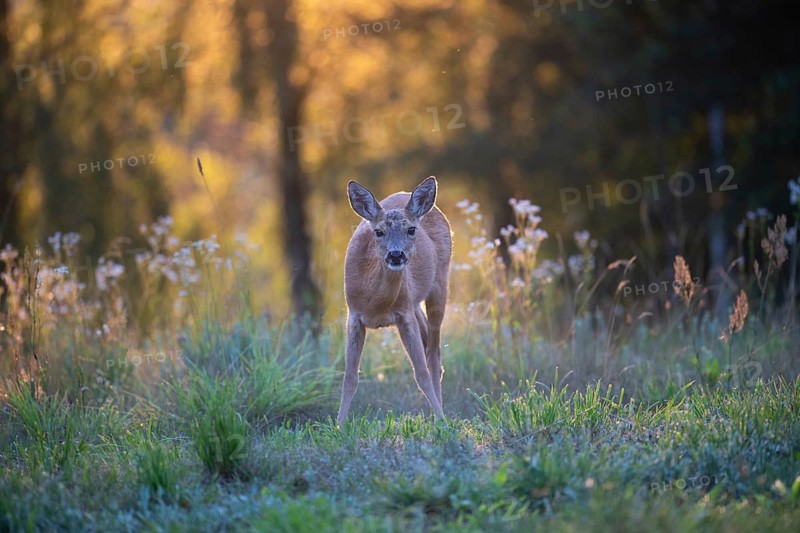 Roe deer, roe goat (Capreolus capreolus) standing attentively in a forest clearing in the evening, Tyrol, Austria