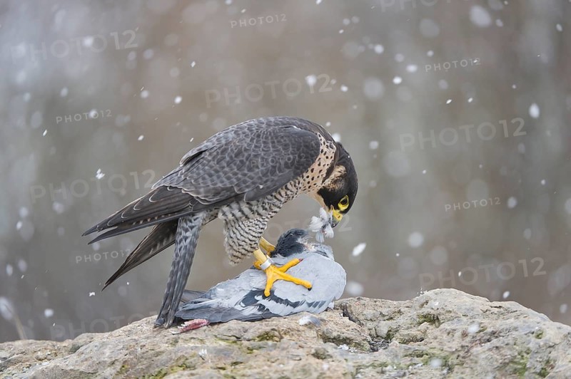 Peregrine Falcon (Falco peregrinus) female, Saxony, Germany