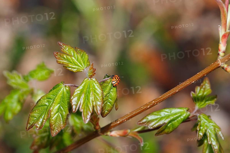 Chrysomela vigintipunctata (Chrysomela vigintipunctata) sitting on a leaf, North Rhine-Westphalia, Germany