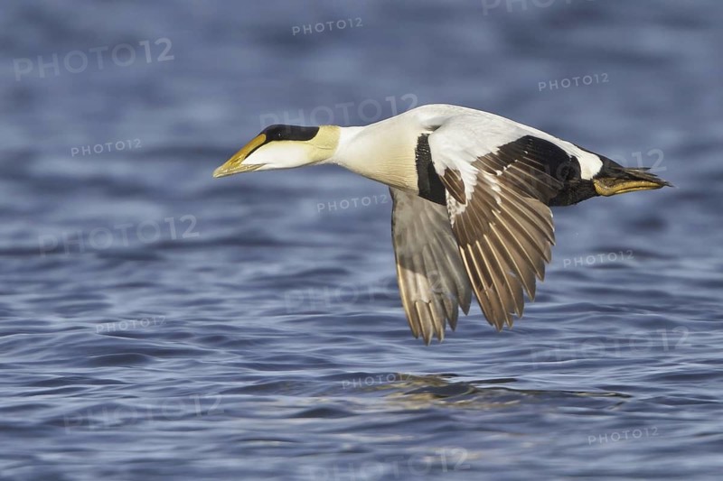 Common Eider (Somateria mollissima) male flying, Manitoba, Canada